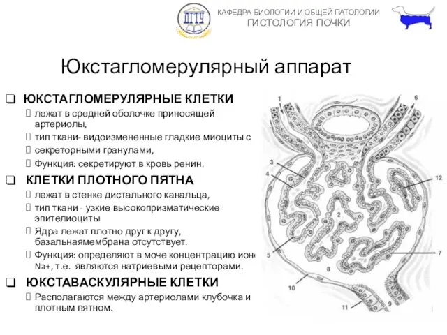 Юкстагломерулярный аппарат ЮКСТАГЛОМЕРУЛЯРНЫЕ КЛЕТКИ лежат в средней оболочке приносящей артериолы,