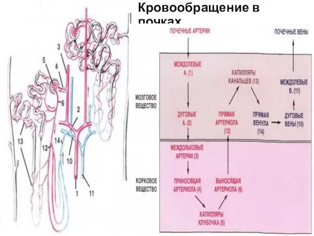 Кровообращение в почках