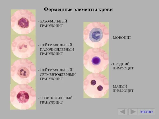 Кровь и кроветворение