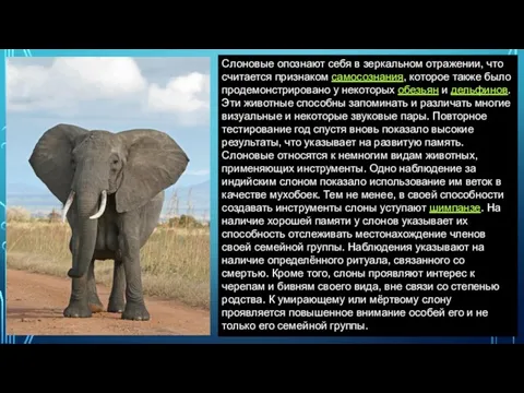 Слоновые опознают себя в зеркальном отражении, что считается признаком самосознания,