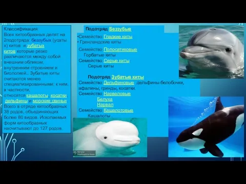 Классификация. Всех китообразных делят на 2подотряда: беззубых (усатых) китов и