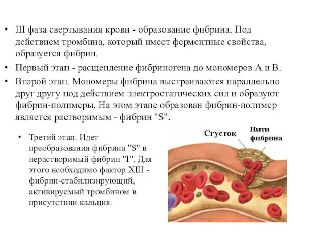 ІІІ фаза свертывания крови - образование фибрина. Под действием тромбина,