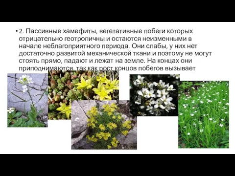 2. Пассивные хамефиты, вегетативные побеги которых отрицательно геотропичны и остаются