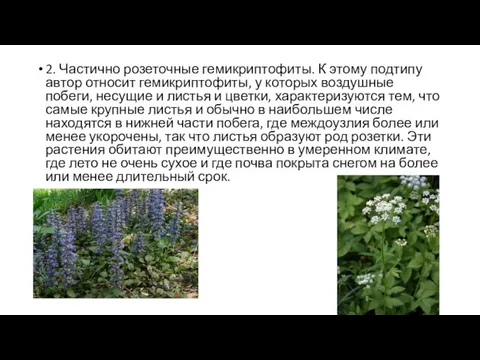 2. Частично розеточные гемикриптофиты. К этому подтипу автор относит гемикриптофиты,