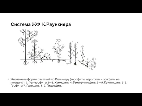 Система ЖФ К.Раункиера Жизненные формы растений по Раункиеру (терофиты, аэрофиты