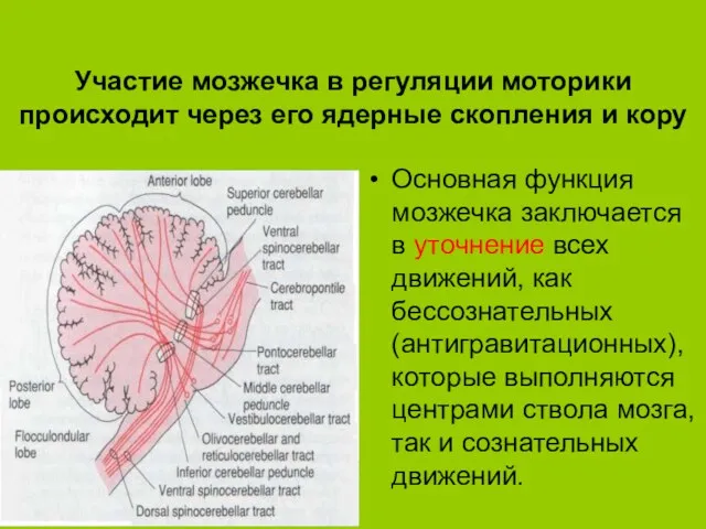 Участие мозжечка в регуляции моторики происходит через его ядерные скопления