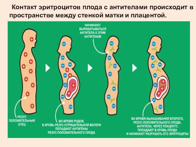 Контакт эритроцитов плода с антителами происходит в пространстве между стенкой матки и плацентой.