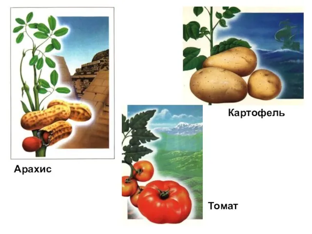 Арахис Картофель Томат