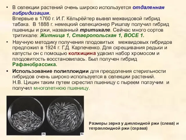 В селекции растений очень широко используется отдаленная гибридизация. Впервые в