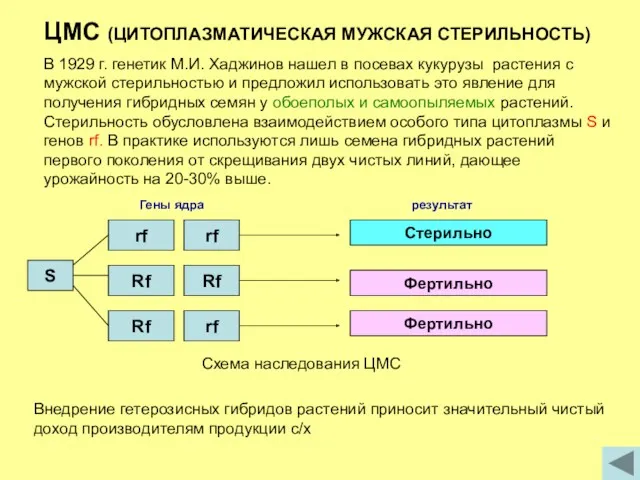 ЦМС (ЦИТОПЛАЗМАТИЧЕСКАЯ МУЖСКАЯ СТЕРИЛЬНОСТЬ) В 1929 г. генетик М.И. Хаджинов