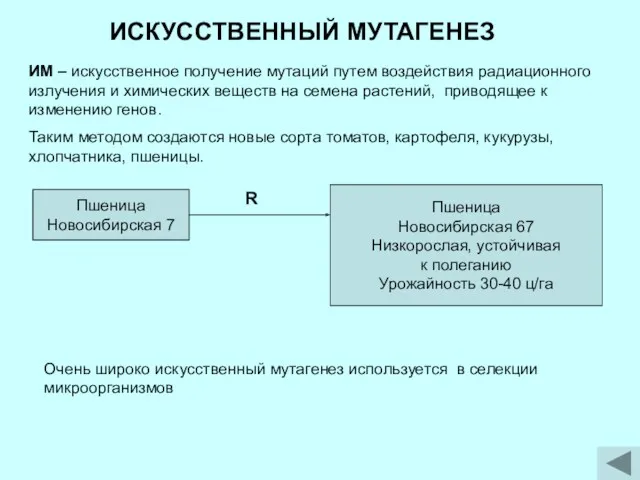 ИСКУССТВЕННЫЙ МУТАГЕНЕЗ ИМ – искусственное получение мутаций путем воздействия радиационного