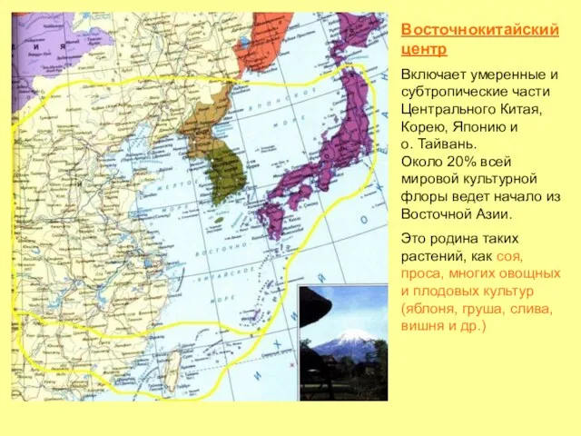 Восточнокитайский центр Включает умеренные и субтропические части Центрального Китая, Корею,