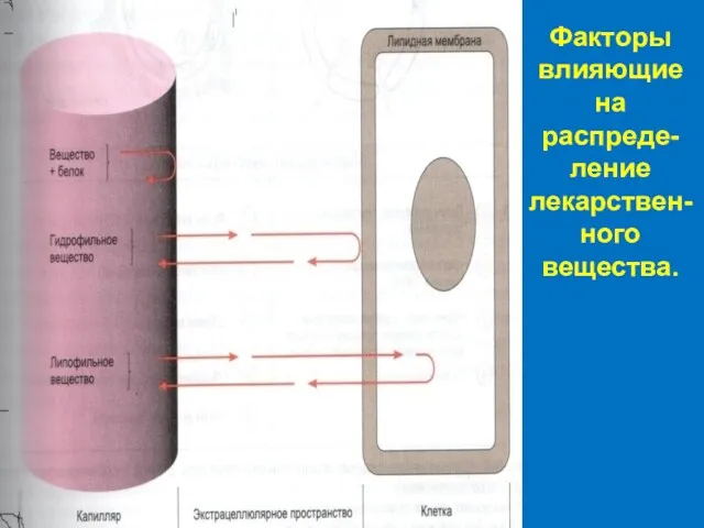 Факторы влияющие на распреде-ление лекарствен- ного вещества.