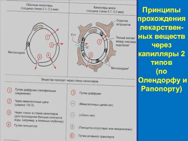 Принципы прохождения лекарствен-ных веществ через капилляры 2 типов (по Олендорфу и Рапопорту)