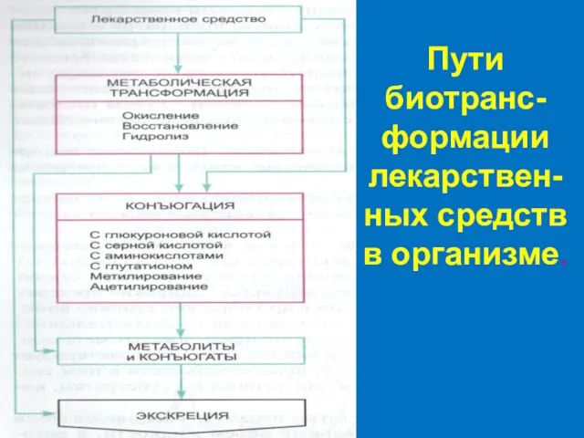 Пути биотранс-формации лекарствен-ных средств в организме.