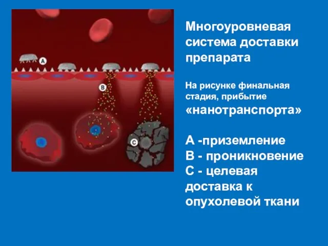 Многоуровневая система доставки препарата На рисунке финальная стадия, прибытие «нанотранспорта»