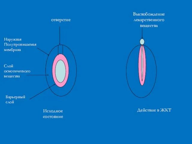 отверстие Наружная Полупроницаемая мембрана Слой осмотического вещества Барьерный слой Исходное