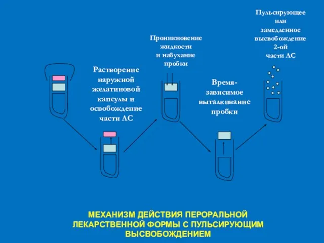 МЕХАНИЗМ ДЕЙСТВИЯ ПЕРОРАЛЬНОЙ ЛЕКАРСТВЕННОЙ ФОРМЫ С ПУЛЬСИРУЮЩИМ ВЫСВОБОЖДЕНИЕМ Растворение наружной