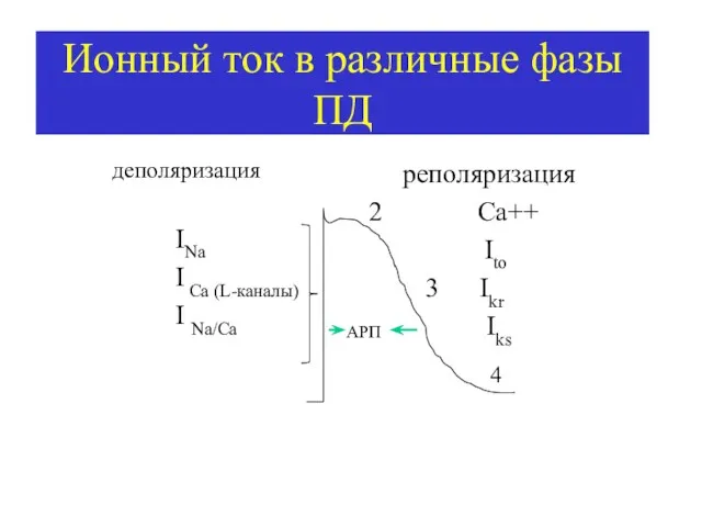 Ионный ток в различные фазы ПД реполяризация 2 Ca++ Ito 3 Ikr Iks