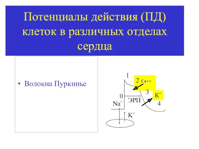 Потенциалы действия (ПД) клеток в различных отделах сердца Волокна Пуркинье 0 1 2