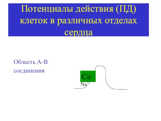 Потенциалы действия (ПД) клеток в различных отделах сердца Область А-В соединения Са++ Na+