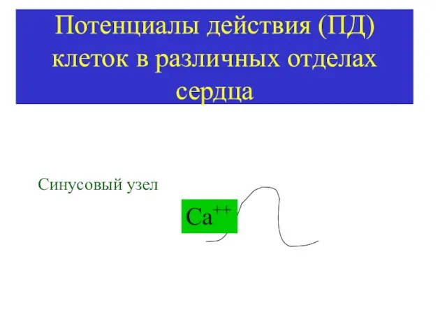 Потенциалы действия (ПД) клеток в различных отделах сердца Синусовый узел Са++