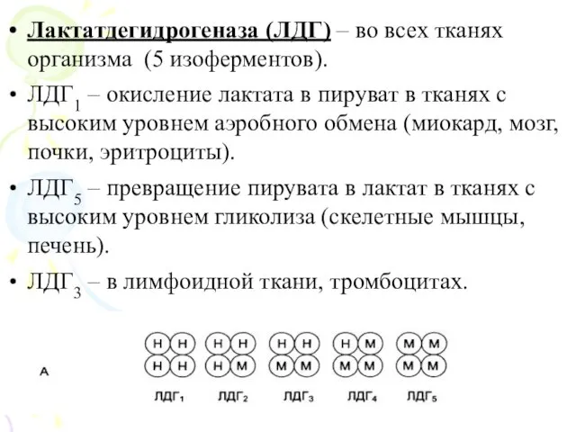 Лактатдегидрогеназа (ЛДГ) – во всех тканях организма (5 изоферментов). ЛДГ1