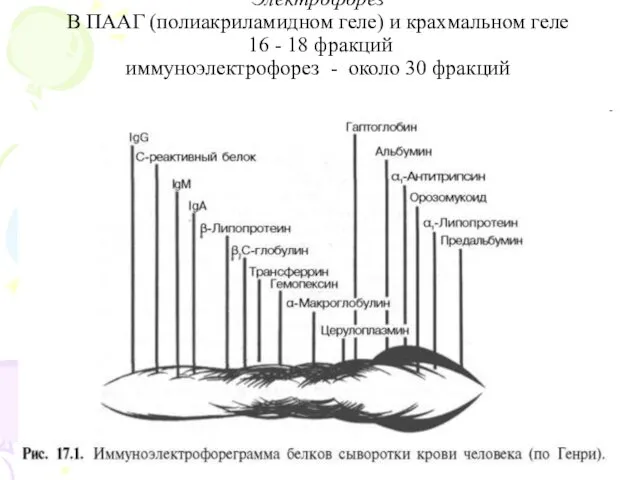 Электрофорез В ПААГ (полиакриламидном геле) и крахмальном геле 16 -