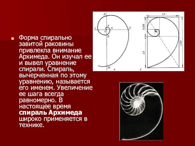 Форма спирально завитой раковины привлекла внимание Архимеда. Он изучал ее