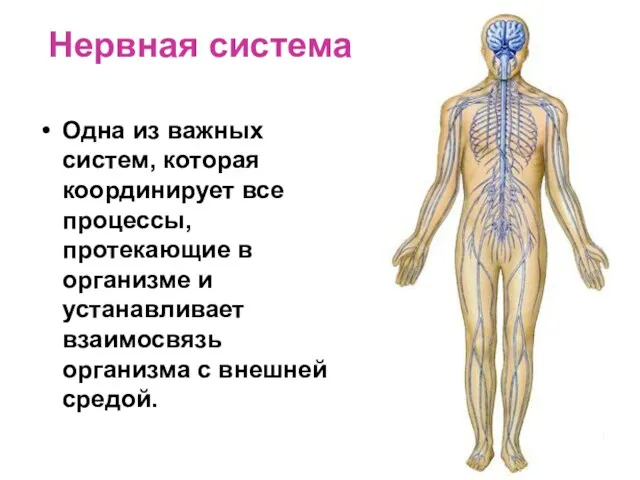 Нервная система Одна из важных систем, которая координирует все процессы,