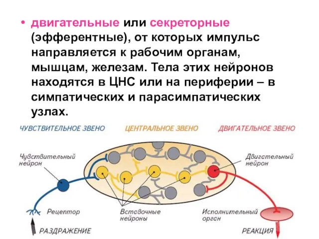 двигательные или секреторные (эфферентные), от которых импульс направляется к рабочим