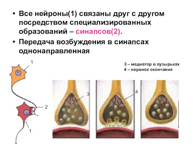 Все нейроны(1) связаны друг с другом посредством специализированных образований –