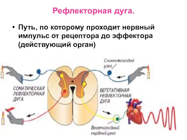 Рефлекторная дуга. Путь, по которому проходит нервный импульс от рецептора до эффектора (действующий орган)