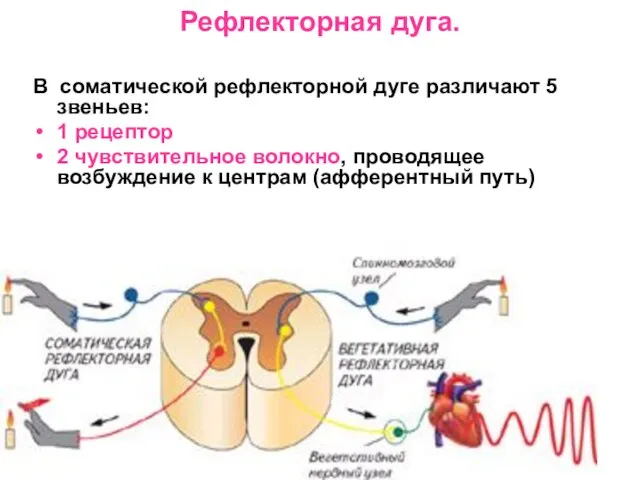 Рефлекторная дуга. В соматической рефлекторной дуге различают 5 звеньев: 1