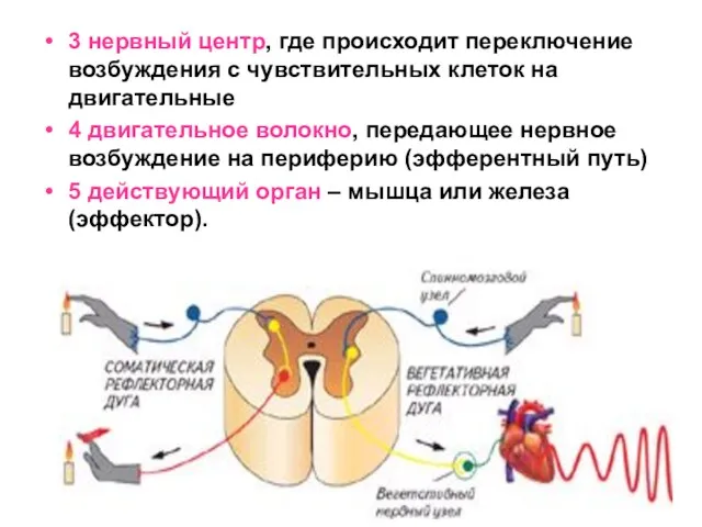 3 нервный центр, где происходит переключение возбуждения с чувствительных клеток