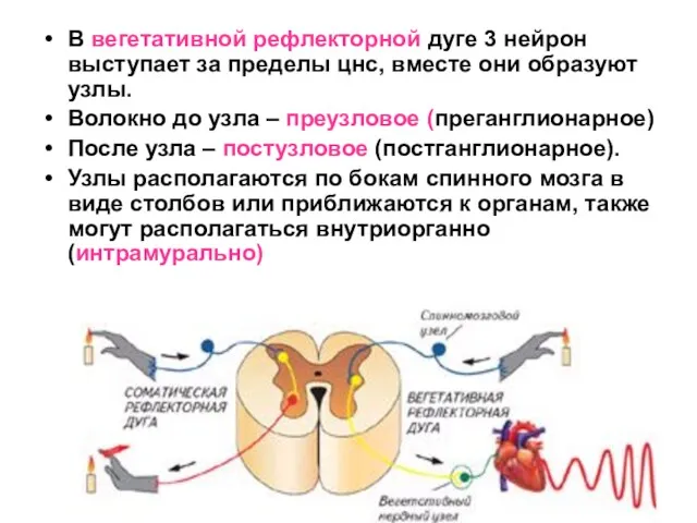 В вегетативной рефлекторной дуге 3 нейрон выступает за пределы цнс,