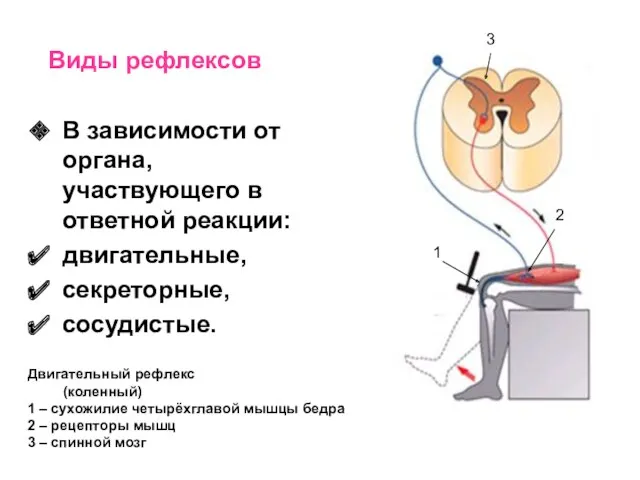 Виды рефлексов В зависимости от органа, участвующего в ответной реакции: