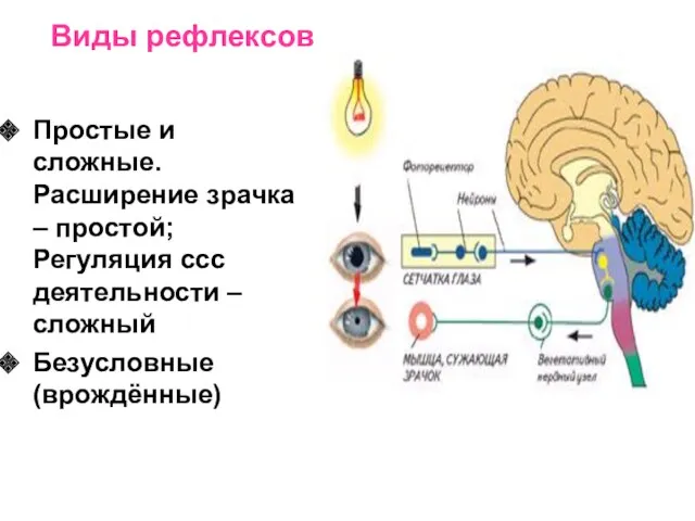 Виды рефлексов Простые и сложные. Расширение зрачка – простой; Регуляция ссс деятельности – сложный Безусловные (врождённые)