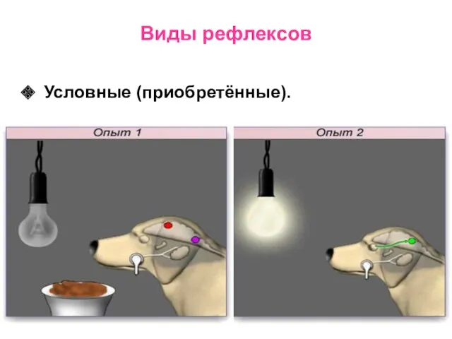 Виды рефлексов Условные (приобретённые).