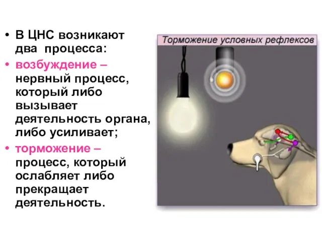 В ЦНС возникают два процесса: возбуждение – нервный процесс, который