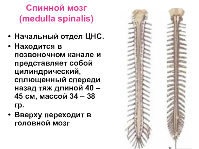 Спинной мозг (medulla spinalis) Начальный отдел ЦНС. Находится в позвоночном