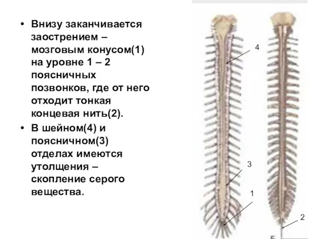 Внизу заканчивается заострением – мозговым конусом(1) на уровне 1 –