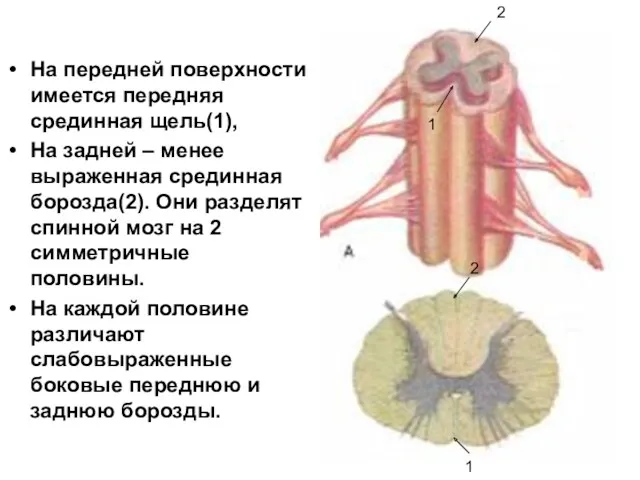 На передней поверхности имеется передняя срединная щель(1), На задней –