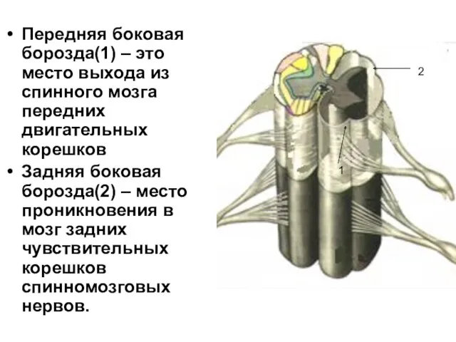 Передняя боковая борозда(1) – это место выхода из спинного мозга