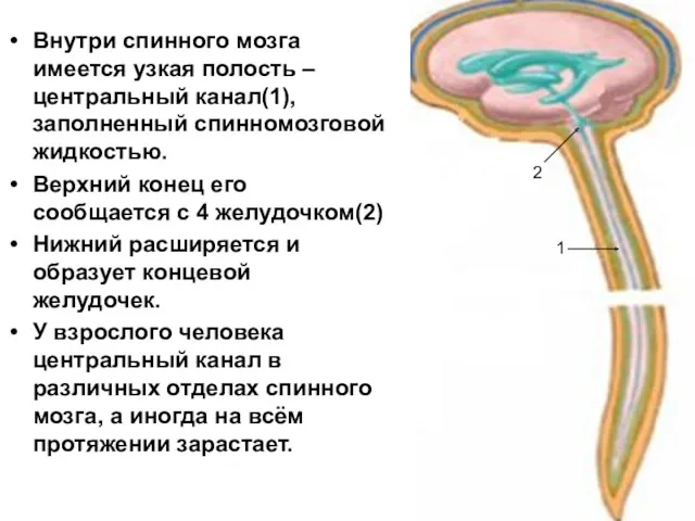 Внутри спинного мозга имеется узкая полость – центральный канал(1), заполненный