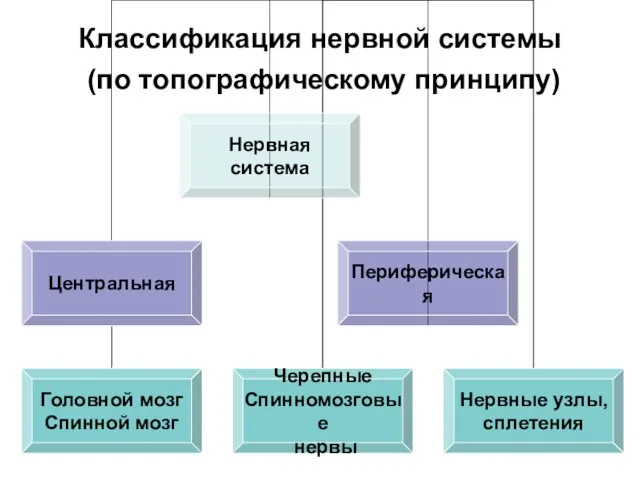 Классификация нервной системы (по топографическому принципу)