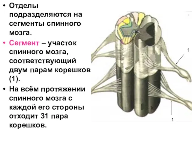 Отделы подразделяются на сегменты спинного мозга. Сегмент – участок спинного