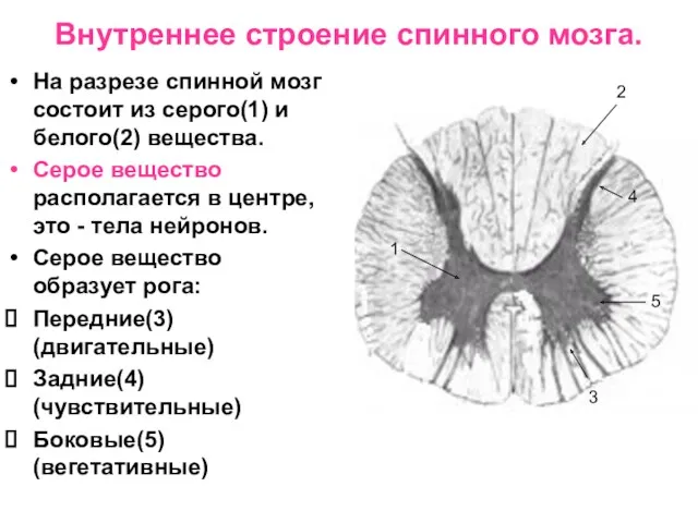 Внутреннее строение спинного мозга. На разрезе спинной мозг состоит из