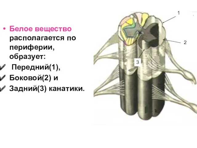 Белое вещество располагается по периферии, образует: Передний(1), Боковой(2) и Задний(3) канатики. 1 2 3