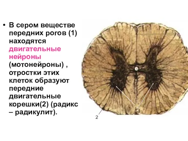 В сером веществе передних рогов (1) находятся двигательные нейроны (мотонейроны)